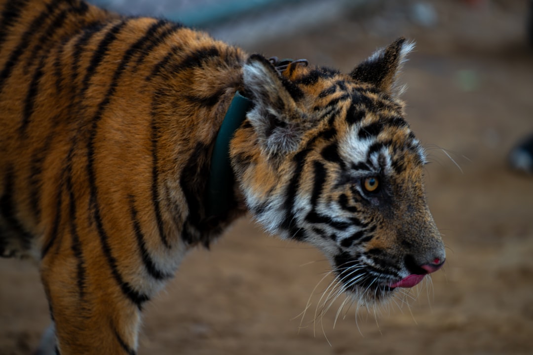 découvrez notre assurance dédiée aux fonctionnaires territoriaux, conçue pour protéger vos intérêts et vous offrir une sécurité financière face aux imprévus. optez pour une couverture adaptée à vos besoins professionnels et personnels.